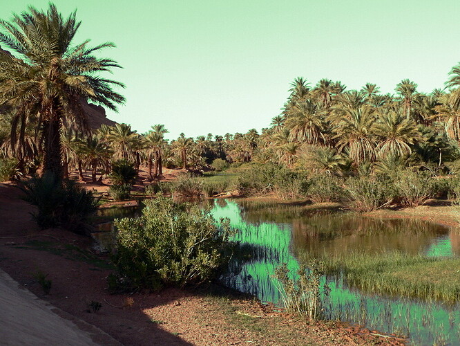 Oasis-Algeria