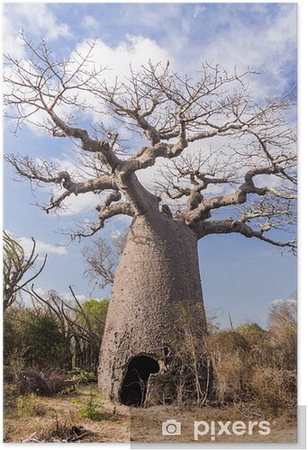 posters-baobab-tree-and-savanna