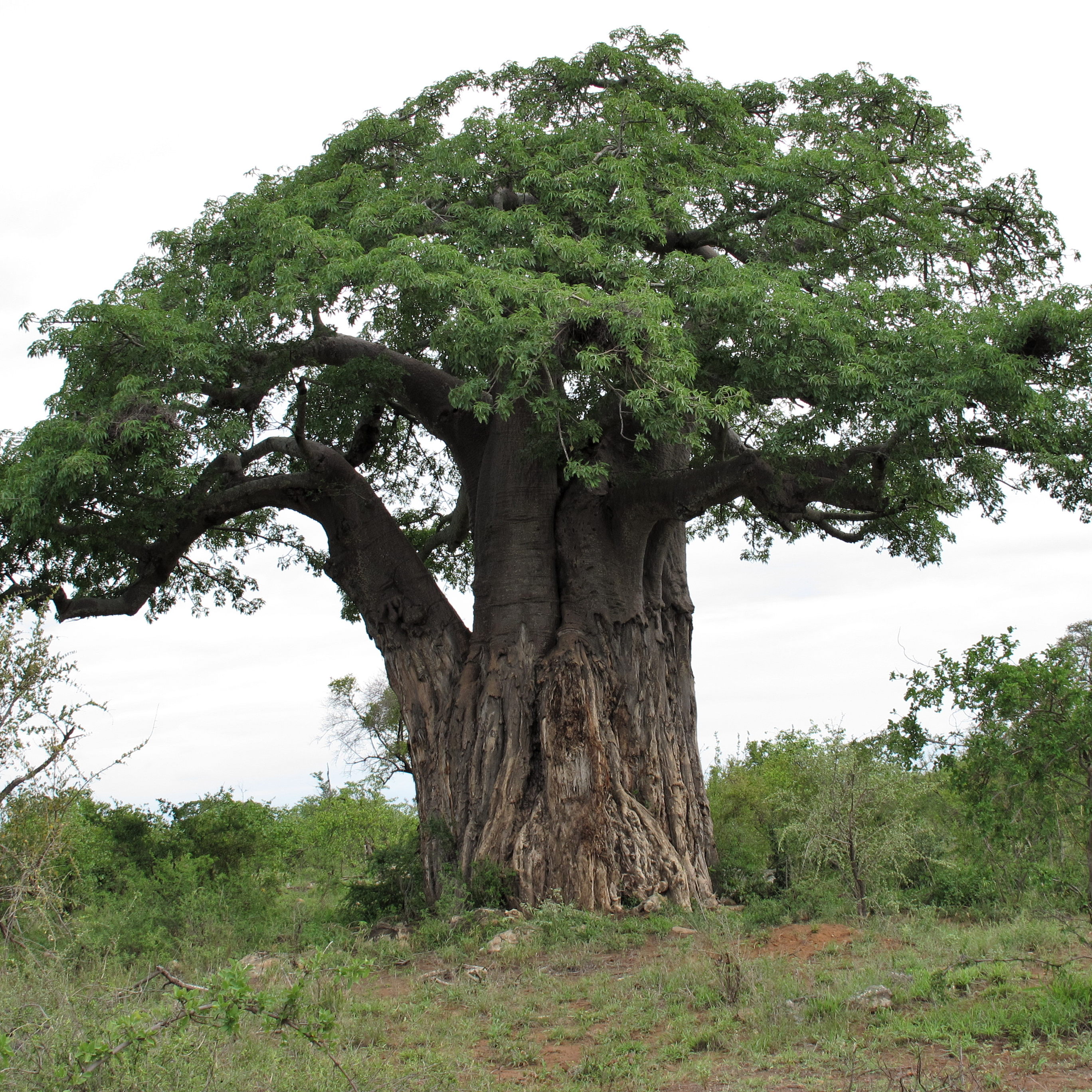 Очень толстой дерево. Дерево в Африке баобаб. Баобаб ЮАР. Баобаб крона. Баобаб в саванне.