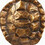 Jacob_Rodgers