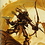 MajesticRider